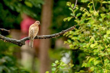 Laughing dove enjoying rain in monsoon