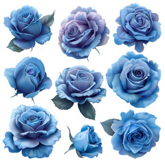 Blue Rose Flowers Isolated on Transparent or White Background, PNG