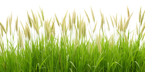 Fototapeta premium Fresh Meadow Grass on Transparent Background