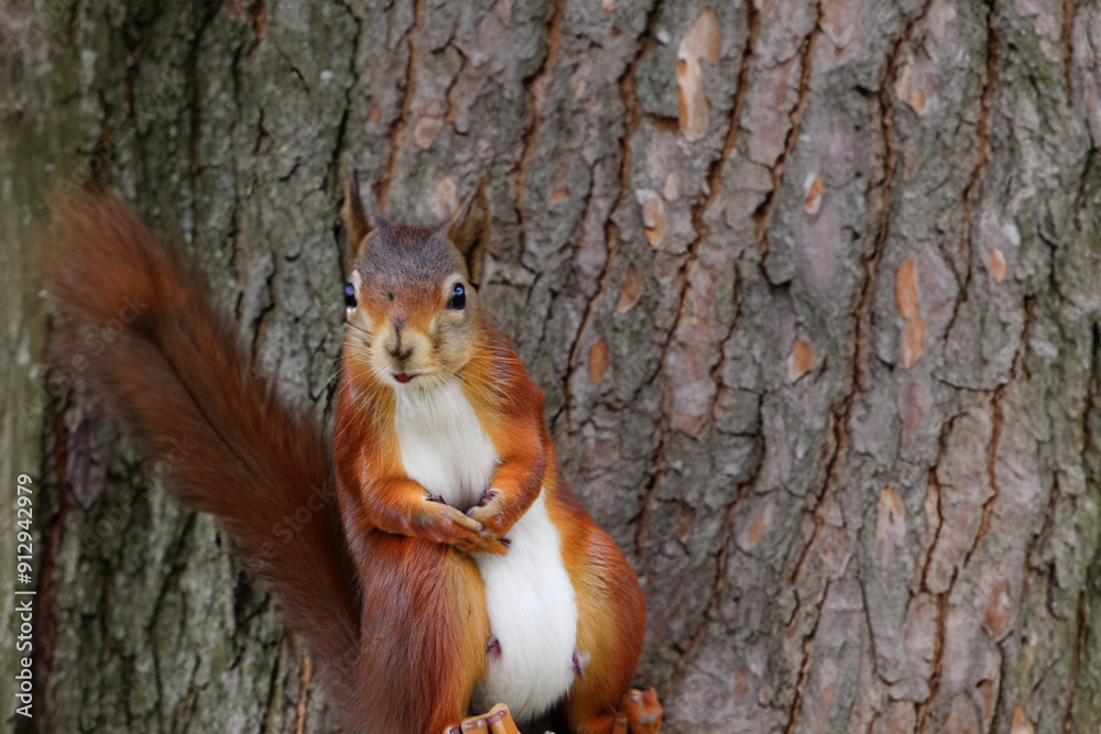 Wall mural squirrel in the forest with trees in nature. mammal rodent fluffy concept. brown squirrel with a nut