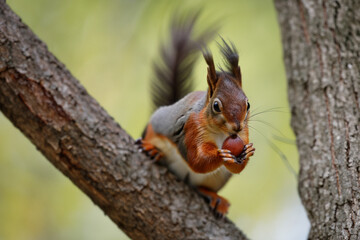 Obraz premium Squirrel in the forest with trees in nature. Mammal rodent fluffy concept. Brown squirrel with a nut on a tree. Squirrel with a brown nut on a lifestyle tree in nature.