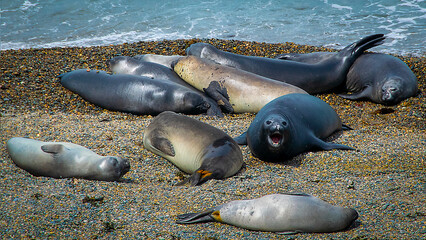 Female sea lions resting at beach, peninsula valdes, chubut, argentina