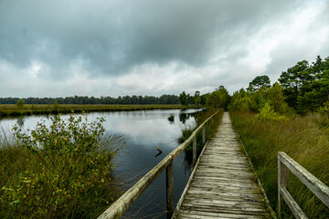 Naklejka premium Ein herrliche Wanderung durch die einzigartige und farbenfrohe Landschaft der Osterheide - Bispingen - Niedersachsen - Deutschland