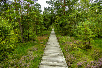 Ein herrliche Wanderung durch die einzigartige und farbenfrohe Landschaft der Osterheide - Bispingen - Niedersachsen - Deutschland