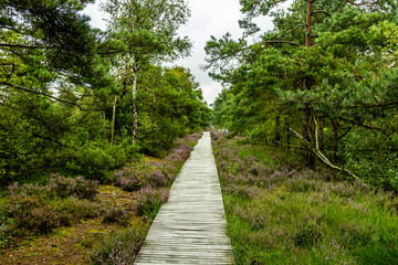 Obraz premium Ein herrliche Wanderung durch die einzigartige und farbenfrohe Landschaft der Osterheide - Bispingen - Niedersachsen - Deutschland
