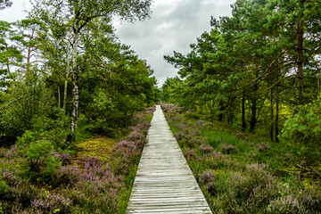 Obraz premium Ein herrliche Wanderung durch die einzigartige und farbenfrohe Landschaft der Osterheide - Bispingen - Niedersachsen - Deutschland