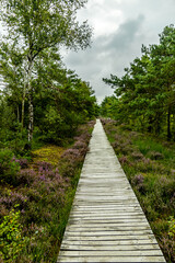 Obraz premium Ein herrliche Wanderung durch die einzigartige und farbenfrohe Landschaft der Osterheide - Bispingen - Niedersachsen - Deutschland