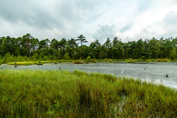 Ein herrliche Wanderung durch die einzigartige und farbenfrohe Landschaft der Osterheide - Bispingen - Niedersachsen - Deutschland