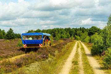 Ein herrliche Wanderung durch die einzigartige und farbenfrohe Landschaft der Osterheide - Bispingen - Niedersachsen - Deutschland