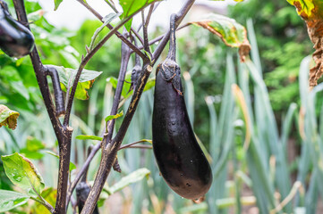 家庭菜園　水なす