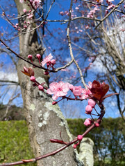 first blooming plum flowers