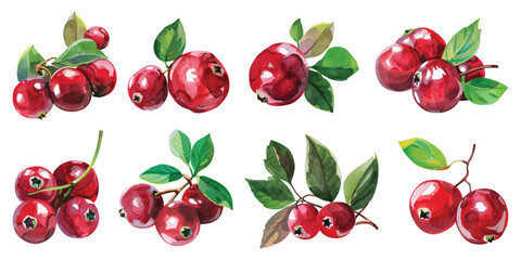 Watercolor ripe red berries cranberry fruits with green leaves set collection design resources elements