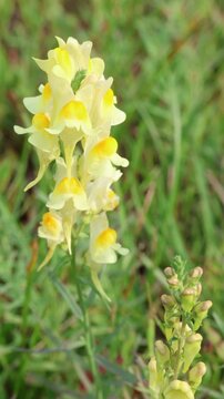 Yellow wildflower in nature. Yellow Toadflax (Linaria vulgaris) flower . Vertical video.