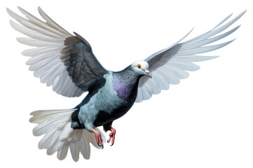 Obraz premium PNG Animal pigeon bird wildlife.