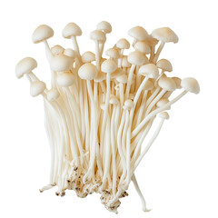 Enoki Mushroom on a White Transparent Background PNG