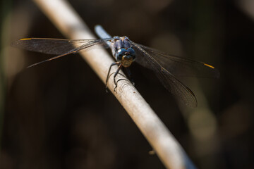 Libélula centinela azul, Orthetrum brunneum, posada en carrizo, Bocairente, España