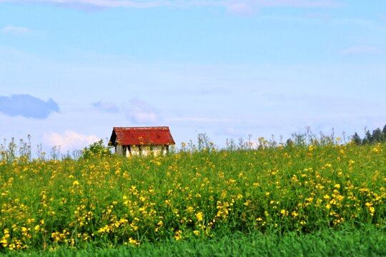 A small half-timbered house in the background. Rapeseed plants bloom yellow. N&uuml;rtingen. Germany. Europe.