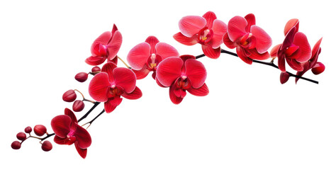 PNG Red orchid blossom flower plant.