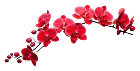 PNG Red orchid blossom flower plant.