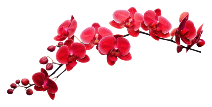 PNG Red orchid blossom flower plant.