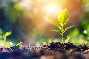 Fresh Green Seedling Growing From Rich Soil Under Bright Sunlight in a Lush Garden During Springtime