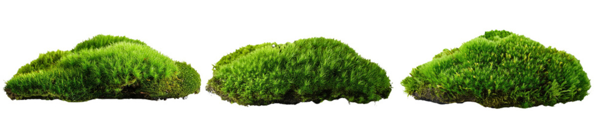  Lush Green Moss Clumps Collection cut out transparent isolated on white background PNG