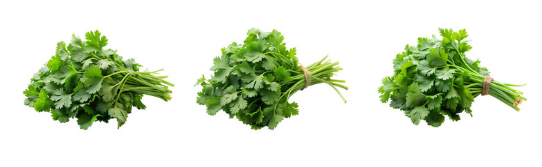 Fresh Coriander Herb on Transparent Background