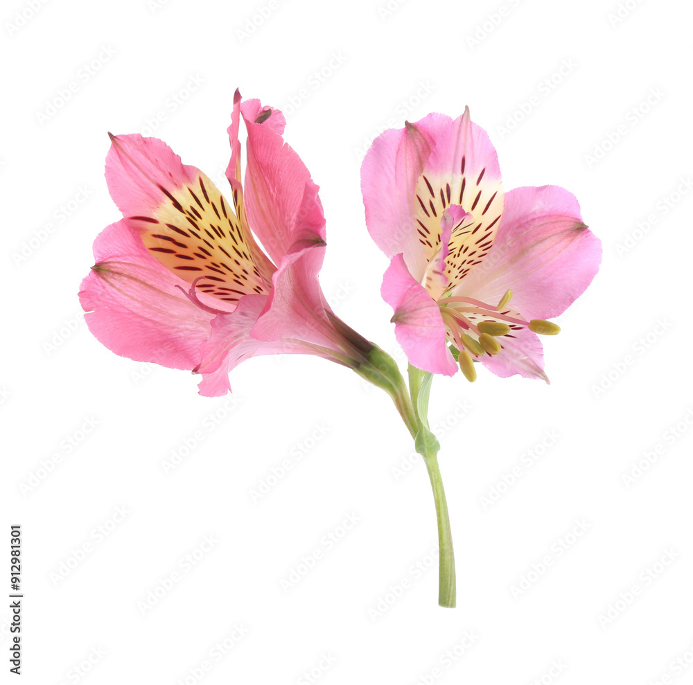 Canvas Prints Beautiful pink alstroemeria flowers isolated on white