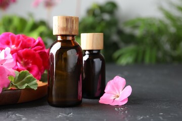 Bottles of geranium essential oil and beautiful flowers on black table, closeup