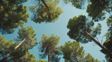 portrait from under the trees