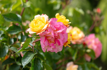 Yellow-pink Rose in the park.
