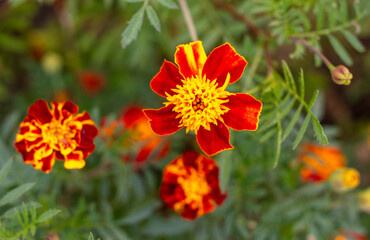 Small-flowered marigolds grow in nature