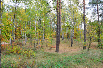 Obraz premium Central park in autumn. Autumn landscape. Fall nature landscape. Autumn nature in Central park. Seasonal fall landscape. Park autumn tree and bush in New York. Beautiful fall forest