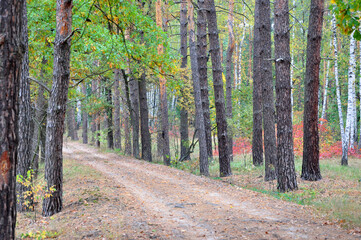 Pathway in forest. Central park in autumn. Autumn landscape. Fall nature landscape. Autumn nature in Central park. Seasonal fall landscape. Park autumn tree and bush in New York. Scenic fall