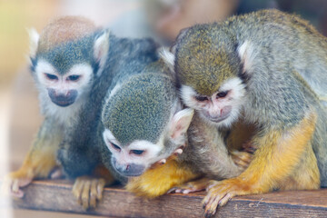 Portrait of three monkeys in the zoo