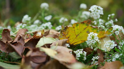 Obraz premium autumn leaves on a tree