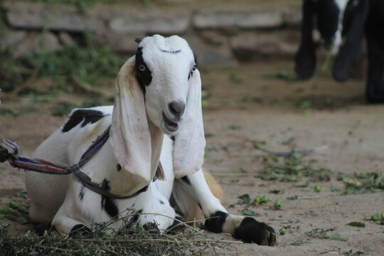 white goat in relaxing mode