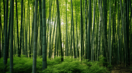 Fototapeta premium A lush green forest with tall bamboo trees
