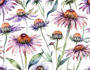  Flower echinacea on isolated white background. Wildflowers Watercolor botanical illustration. Violet floral design
