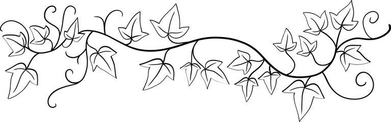 ivy plant drawing illustraivy plant drawing illustration. © tanarch