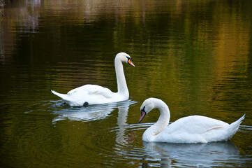 Fototapeta premium Swan couple in autumn Central park. Autumn landscape with swan in pond. Fall nature landscape. Beautiful pond in Central Park. Autumn nature swan. Seasonal fall landscape. Park autumn scenic fall