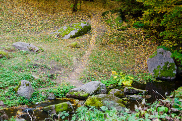 Forest lawn. Central park in autumn. Autumn landscape. Fall nature landscape. Autumn nature in Central park. Seasonal fall landscape. Park autumn tree and bush in New York. Scenic fall