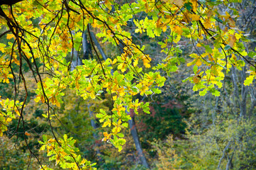 Yellow leaf. Central park in autumn. Autumn landscape. Fall nature landscape. Autumn nature in Central park. Seasonal fall landscape. Park autumn tree and bush in New York. Scenic fall