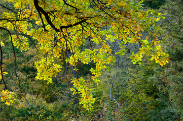 Tree branch. Central park in autumn. Autumn landscape. Fall nature landscape. Autumn nature in Central park. Seasonal fall landscape. Park autumn tree and bush in New York. Scenic fall
