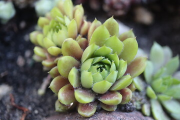 rojnik California Sempervivum skalniak © Perovskia