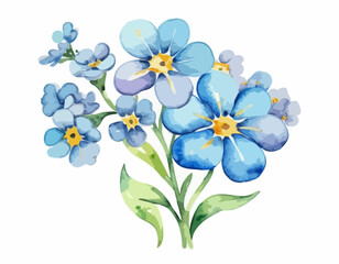 Fototapeta premium Forget me not flower. Watercolor illustration isolated on white background 