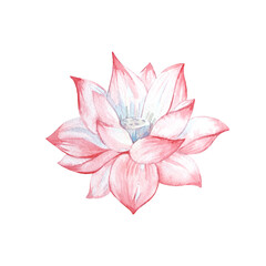Lotus flower watercolor illustration hand drawn isolated on white background.