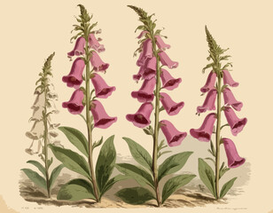 Foxglove - 19th century illustration Victorian plant by Edward Hulm
