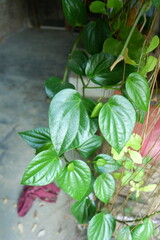 Abundant growth of green betel leaves in the garden. Vibrant Green Betel Leaf. A Botanical Wonder...