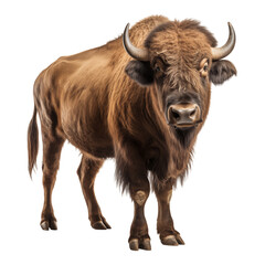 Buffalo photography cutout.